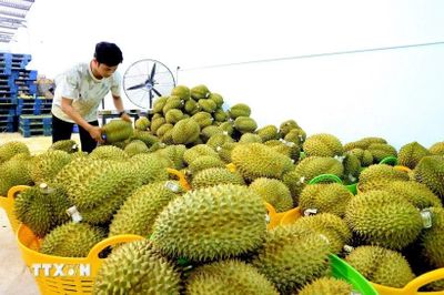 37 cơ sở kiểm nghiệm được chấp thuận để xuất khẩu mít, sầu riêng sang Trung Quốc