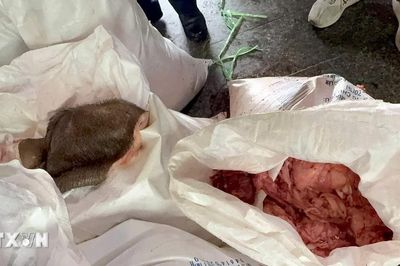Gia Lai tạm giữ hơn 2 tấn mỡ, da động vật không rõ nguồn gốc