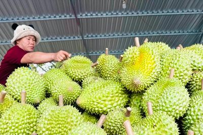 Công bố danh sách cơ sở được kiểm nghiệm Cadimi và chất Vàng xuất khẩu sầu riêng