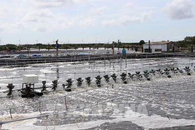 Vĩnh Long và khát vọng bứt phá từ những ao tôm công nghệ