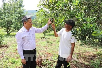 Cây mắc ca viết câu chuyện đổi đời ở vùng biên Lâm Đồng