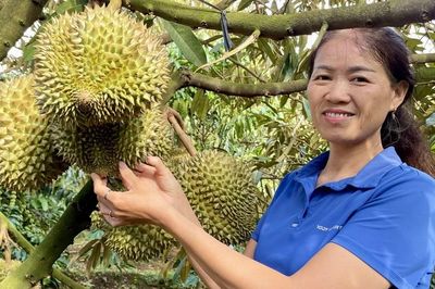 Giữ 'hộ chiếu' xuất khẩu cho sầu riêng