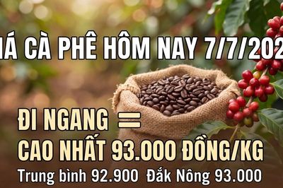 Giá cà phê hôm nay 7/7 giữ ổn định quanh vùng 93.000 đồng/kg