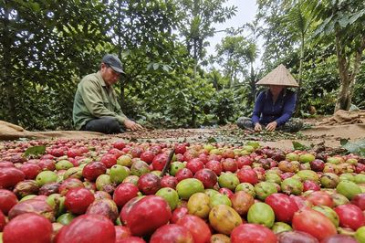 Giá cà phê hôm nay 7/7/2026: Trong nước đi ngang, thế giới tăng dựng đứng