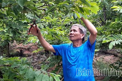 Phát triển vùng trồng cây đặc sản ở Đại Đình