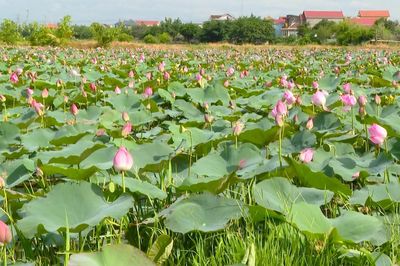 Xúc cảm với sen