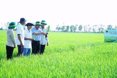 Chuyện người nông dân 'đánh thức' vùng đất nhiễm phèn
