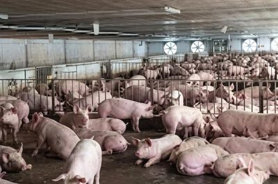 Khi năng lực sản xuất đã đủ, đến lúc tính hạn ngạch chăn nuôi trong nước