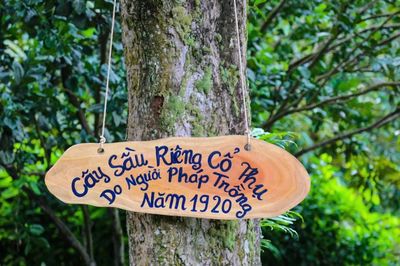 Cây sầu riêng cổ thụ ở Nam Tây Nguyên