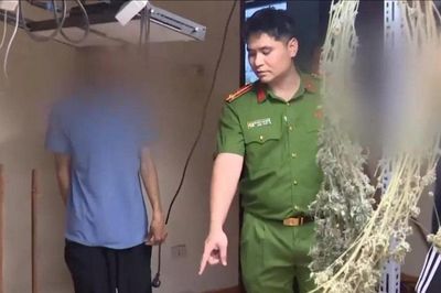 Triệt phá đường dây trồng và mua bán cần sa quy mô lớn