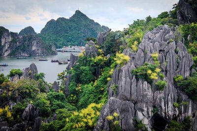 Phất dụ nở hoa - khúc ca đất Mỏ