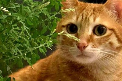Nhiều người nghĩ Trung Quốc 'ăn mọi thứ', nhưng có một loài vật lại hiếm khi xuất hiện trên bàn ăn vì nhiều lý do đặc biệt