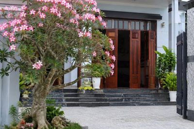 Có nên trồng cây hoa sứ trước nhà?