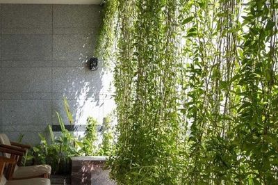 Có nên trồng cây dây leo trong nhà?