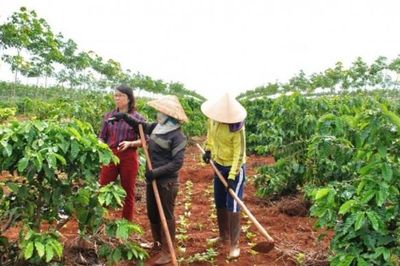 Đắk Lắk ban hành kế hoạch tái canh cà phê giai đoạn 2026-2030 theo định hướng bền vững
