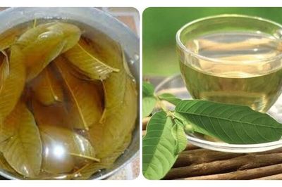 Uống nước lá ổi tươi có tác dụng gì? Cách uống thế nào cho đúng?