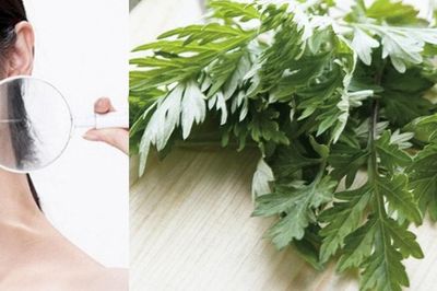 Cách trị mụn bằng ngải cứu hiệu quả an toàn không để lại vết thâm