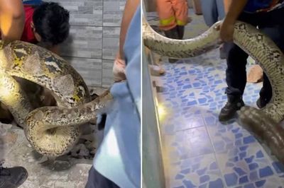 Bắt sống trăn khổng lồ dài 5 mét, nặng 30kg ẩn nấp trong ký túc xá