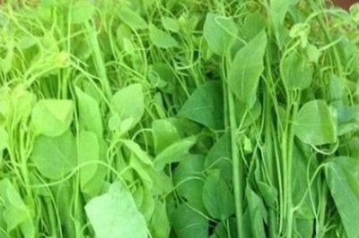 4 lợi ích khi ăn rau bò khai