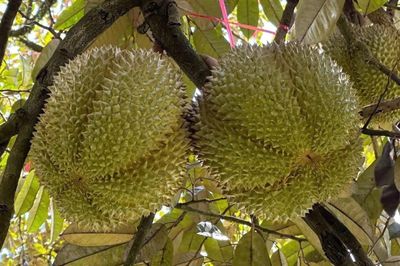 Lần đầu tiên Đắk Lắk đấu giá sầu riêng tại vườn