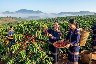 Giá cà phê hôm nay 8.7: Tăng mạnh, áp sát 97.000 đồng/kg