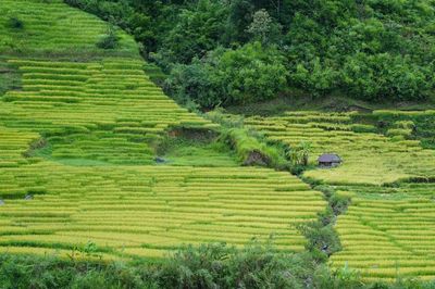 Vẻ đẹp ruộng bậc thang dưới chân núi Ngọc Linh