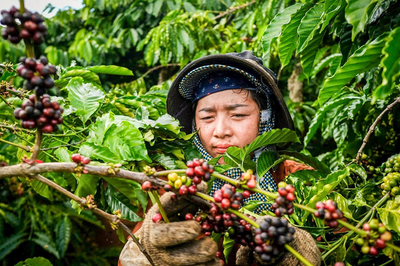 Bản tin nông sản hôm nay (8-7): Giá cà phê tăng kỷ lục, giá hồ tiêu ổn định