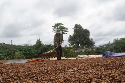 Giá cà phê trong nước tăng sát ngưỡng 100.000 đồng/kg