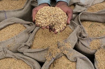 Nhật Bản thông qua một Luật mới, đánh dấu bước ngoặt lớn trong dự trữ gạo quốc gia