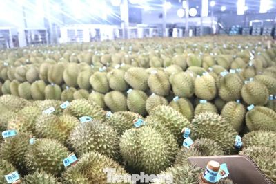 350.000 tấn sầu riêng Đắk Lắk nguy cơ bị 'tuýt còi' xuất khẩu