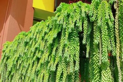 Top 3 cây cảnh lạ mắt, vừa làm đẹp nhà vừa mang ý nghĩa tài lộc