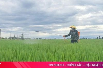 Sâu cuốn lá 'xuất kích' gây hại lúa hè thu ở Hà Tĩnh