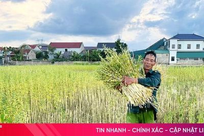 Mùa vừng ở xã Đức Quang - từ cánh đồng đến sản phẩm OCOP