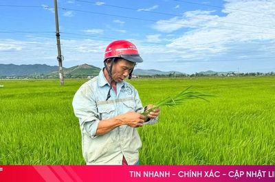 Chủ tịch UBND tỉnh Hà Tĩnh: Tập trung chỉ đạo phòng, trừ dịch hại lúa hè thu