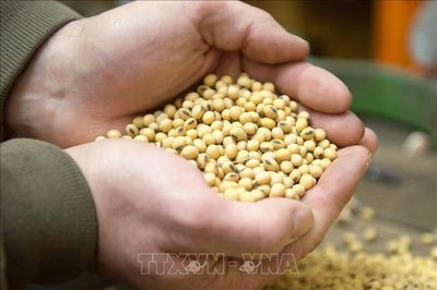 Trung Quốc mua thêm đậu tương của Mỹ khi căng thẳng thương mại hạ nhiệt