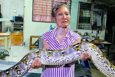 Bắt sống trăn khổng lồ dài 4 mét, nặng gần 30kg bò vào nhà dân
