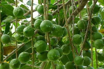 Loại hạt đắt đỏ 'bậc nhất thế giới', ở Việt Nam trồng bạt ngàn
