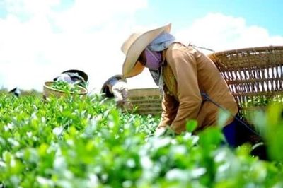 Thương hiệu yếu, chè Việt khó tăng thị phần ở Trung Quốc