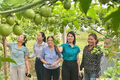 Chuyển đổi cơ cấu cây trồng: Trái ngọt từ tư duy nhạy bén