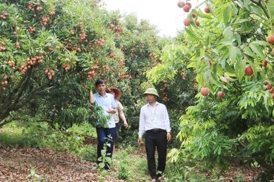 Nhìn lại vụ vải thiều 2026: Giữ thương hiệu, nâng giá trị nhờ chất lượng