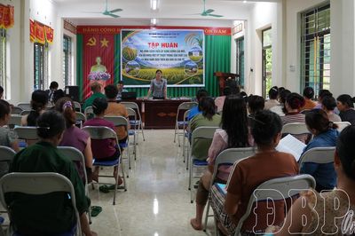 Đưa thêm giống lúa mới vào sản xuất