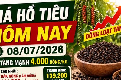 Giá hồ tiêu hôm nay 8/7: Tăng mạnh 4.000 đồng/kg