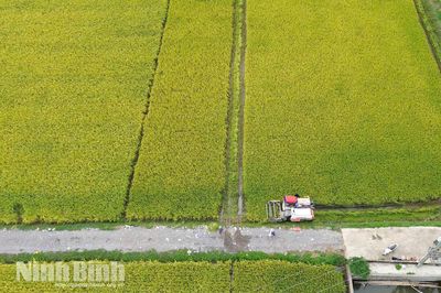Ninh Bình quy định mức hỗ trợ sản xuất, bảo vệ đất trồng lúa trên địa bàn tỉnh