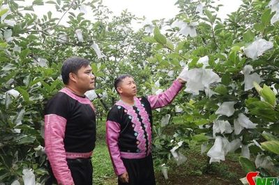 Dòng họ học tập tiêu biểu