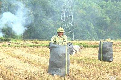 Lợi ích kép từ tận dụng rơm, rạ sau thu hoạch