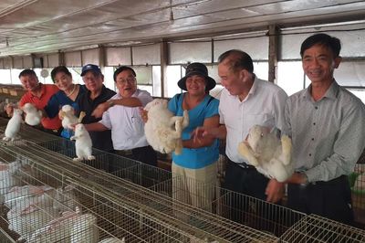 Kiến nghị giảm phí gia công thịt thỏ thương phẩm