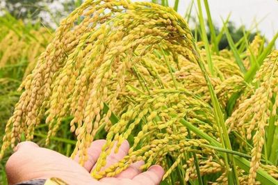 Ngày 8/7: Giá lúa tươi tại Đồng bằng sông Cửu Long tăng, gạo ở mức cao