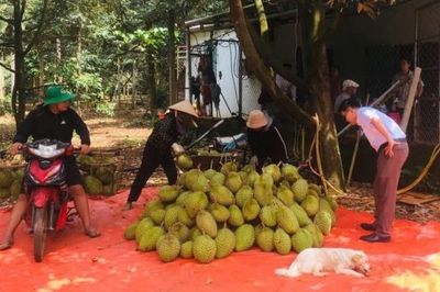 Sầu riêng Đắk Lắk trước nguy cơ 'lỡ hẹn' xuất khẩu 350.000 tấn chính ngạch