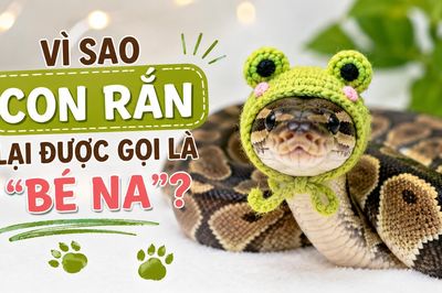 Cách gọi loài rắn là 'bé Na' từ đâu mà có?