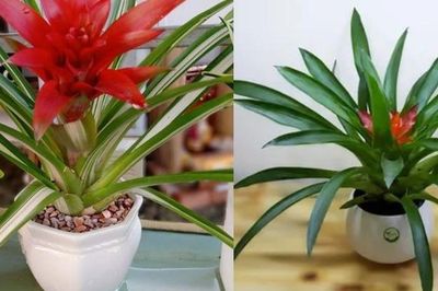 Trồng ngay cây này để trong nhà sạch bóng bụi mịn, ngoài ngõ tài lộc kéo vào